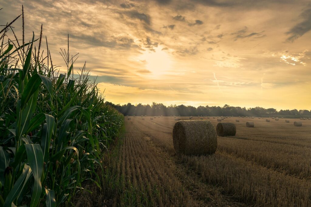harvest 4195417 1280